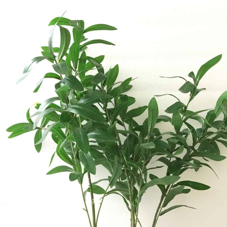 olive leaves